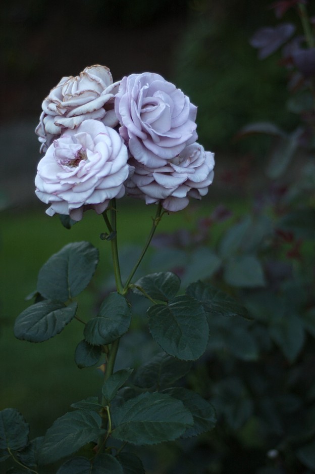 a photo of purple roses